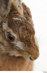 Head Rabbit Animal photo references